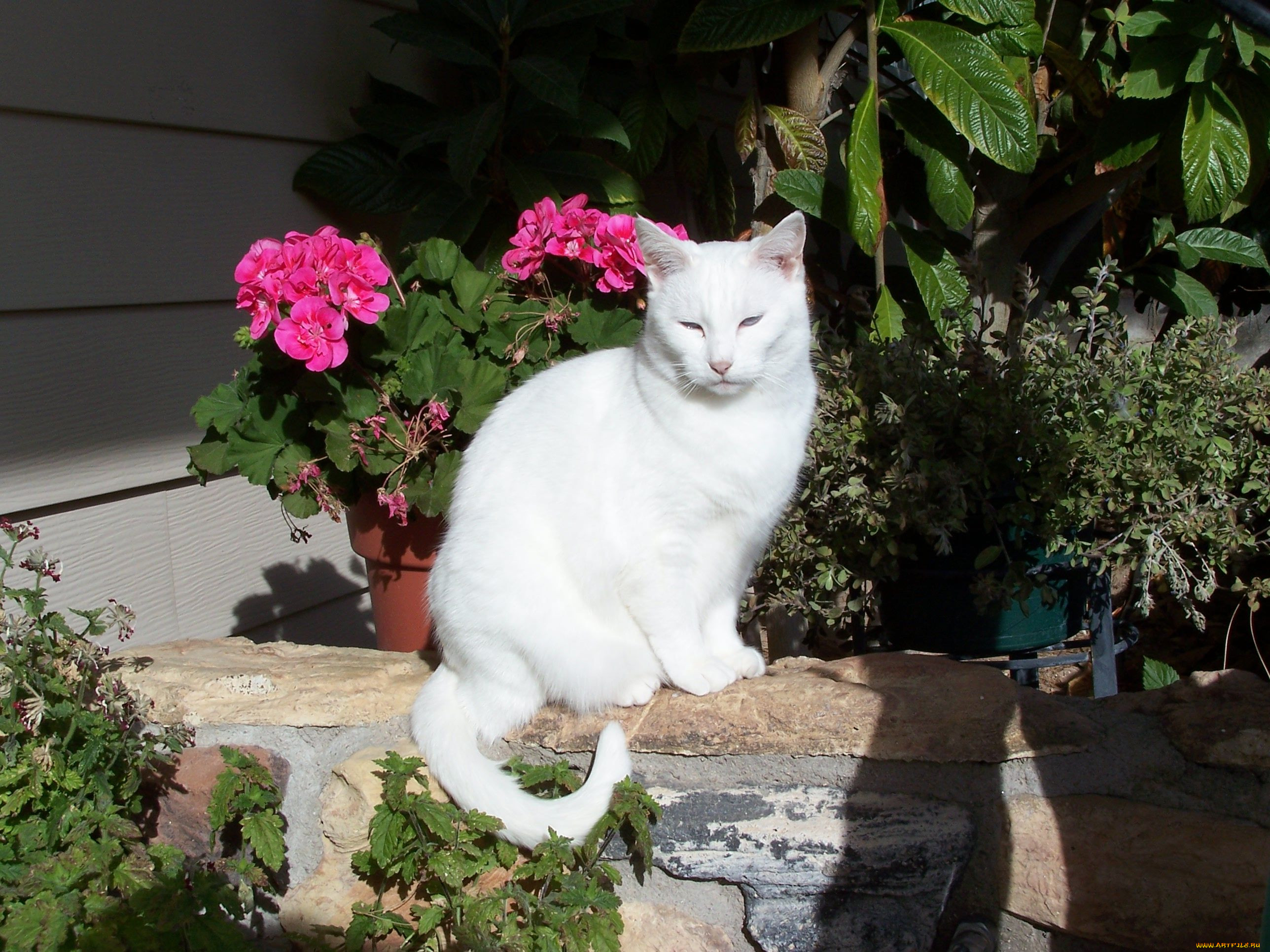 Белая кошка и цветы